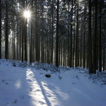 Luxuszelt Baumzelt Am Waldesrand