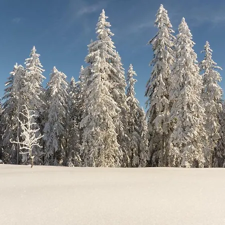 Baumzelt Am Waldesrand Luxuszelt